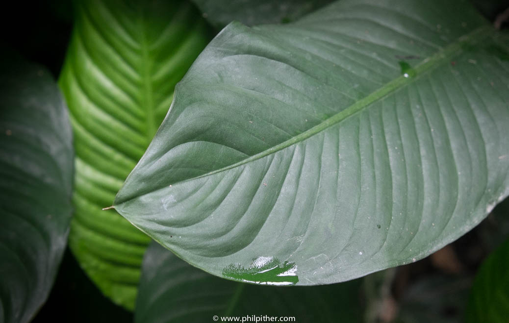 Singapore Botanical Gardens