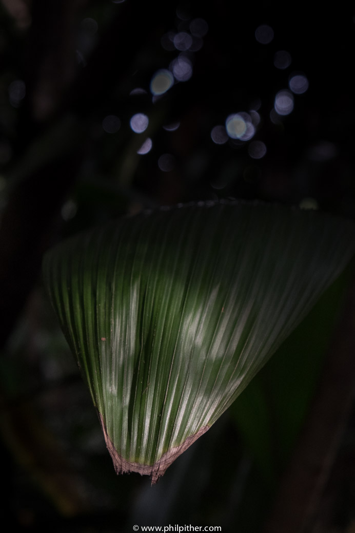 Singapore Botanical Gardens