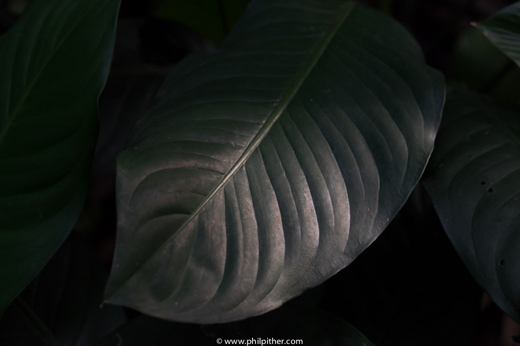 Singapore Botanical Gardens