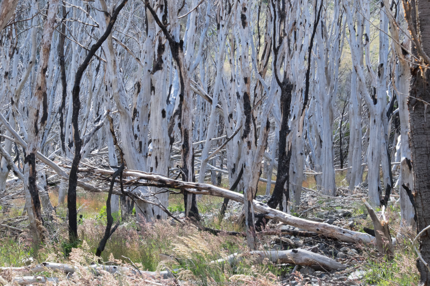 Lake Pehoe - bare trees