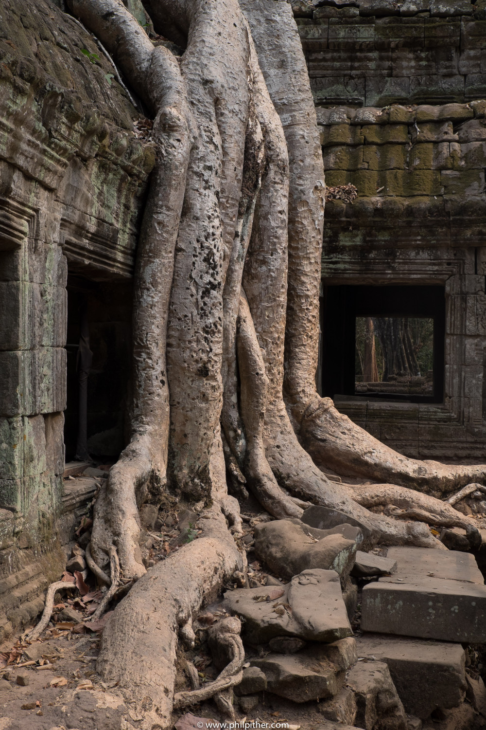 Cambodia, siem reap, Ta Prohm, Taphrom