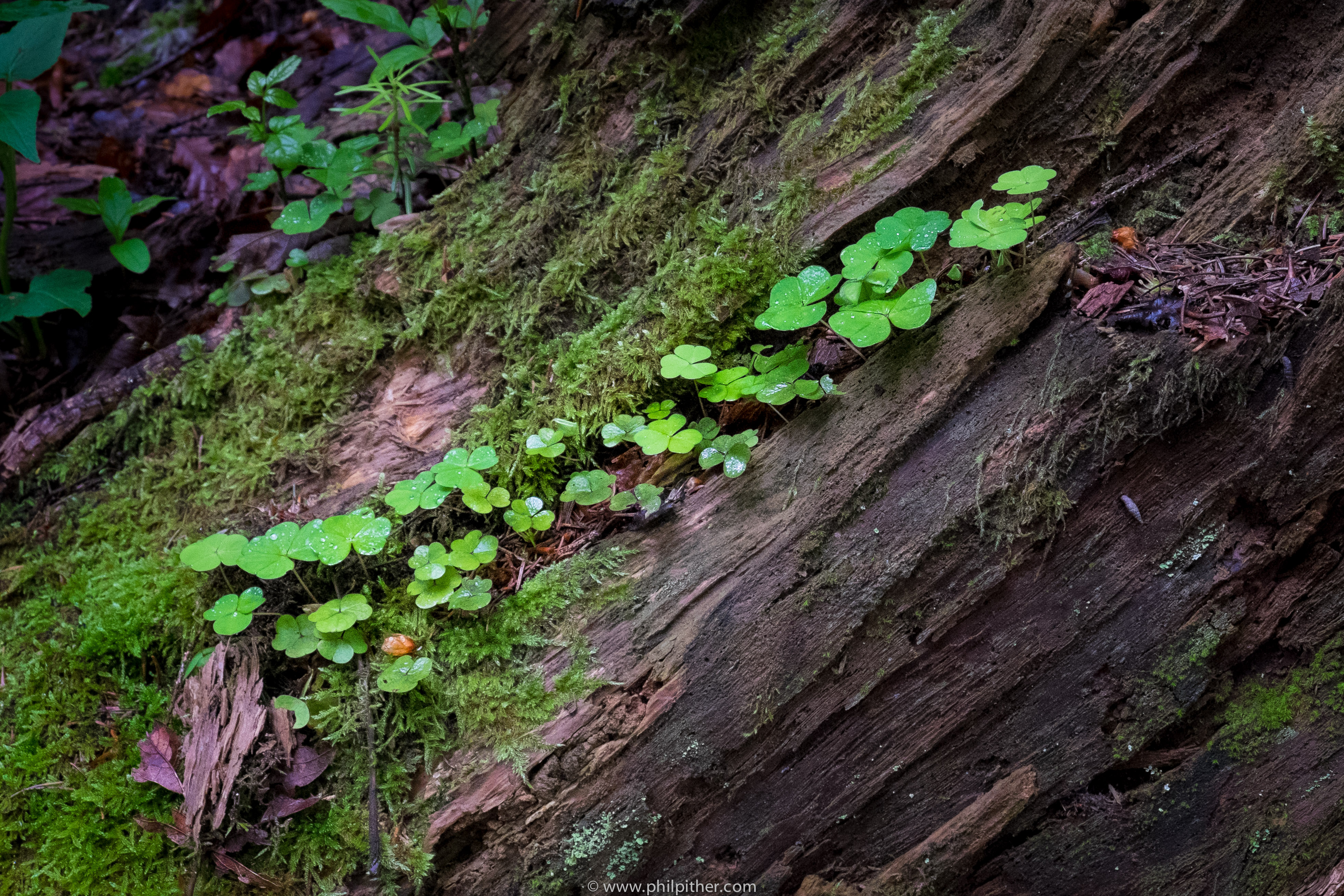 Forest Garmisch-Partenkirchen, Tyrol, Germany