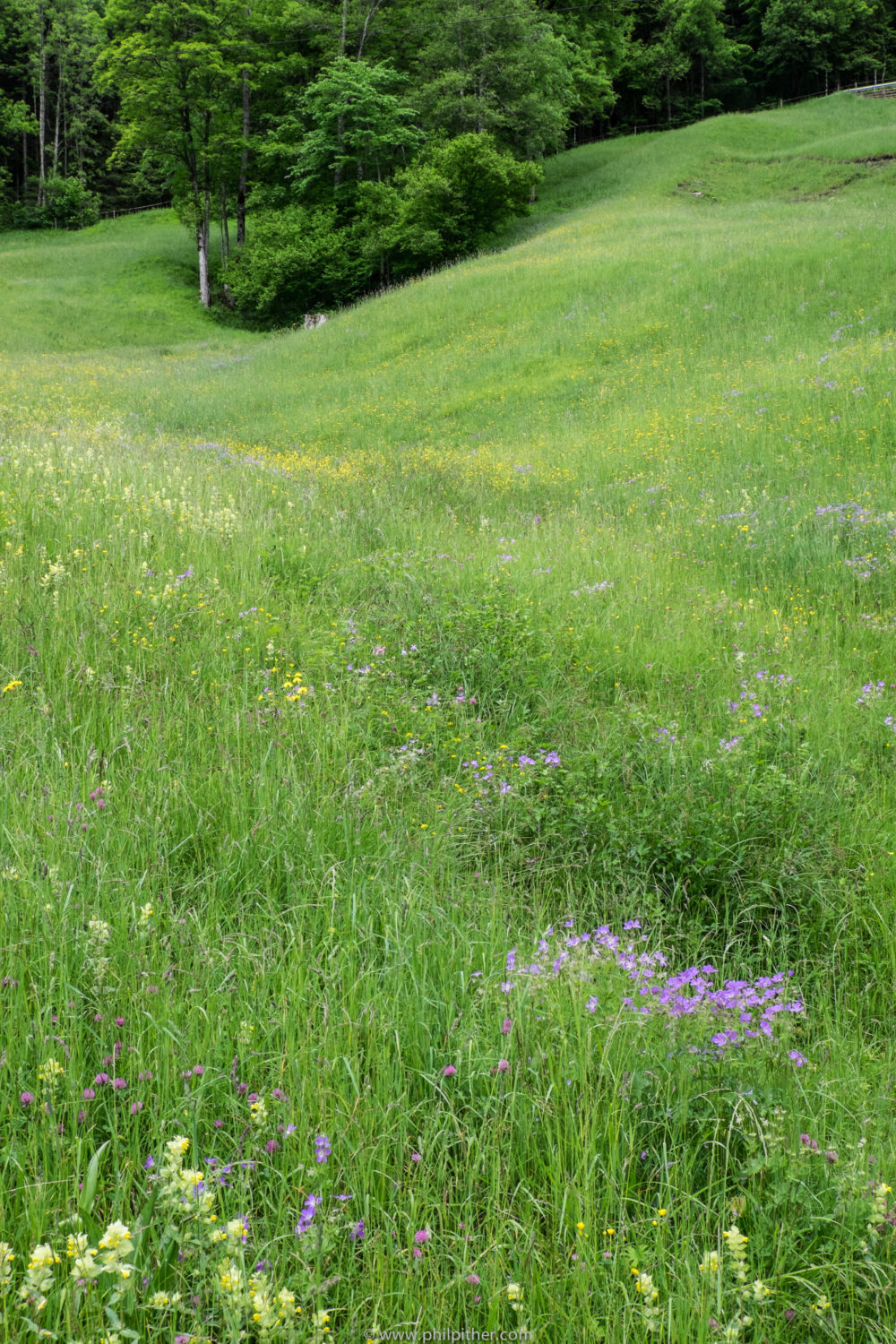 Pasture Garmisch-Partenkirchen, Tyrol, Germany