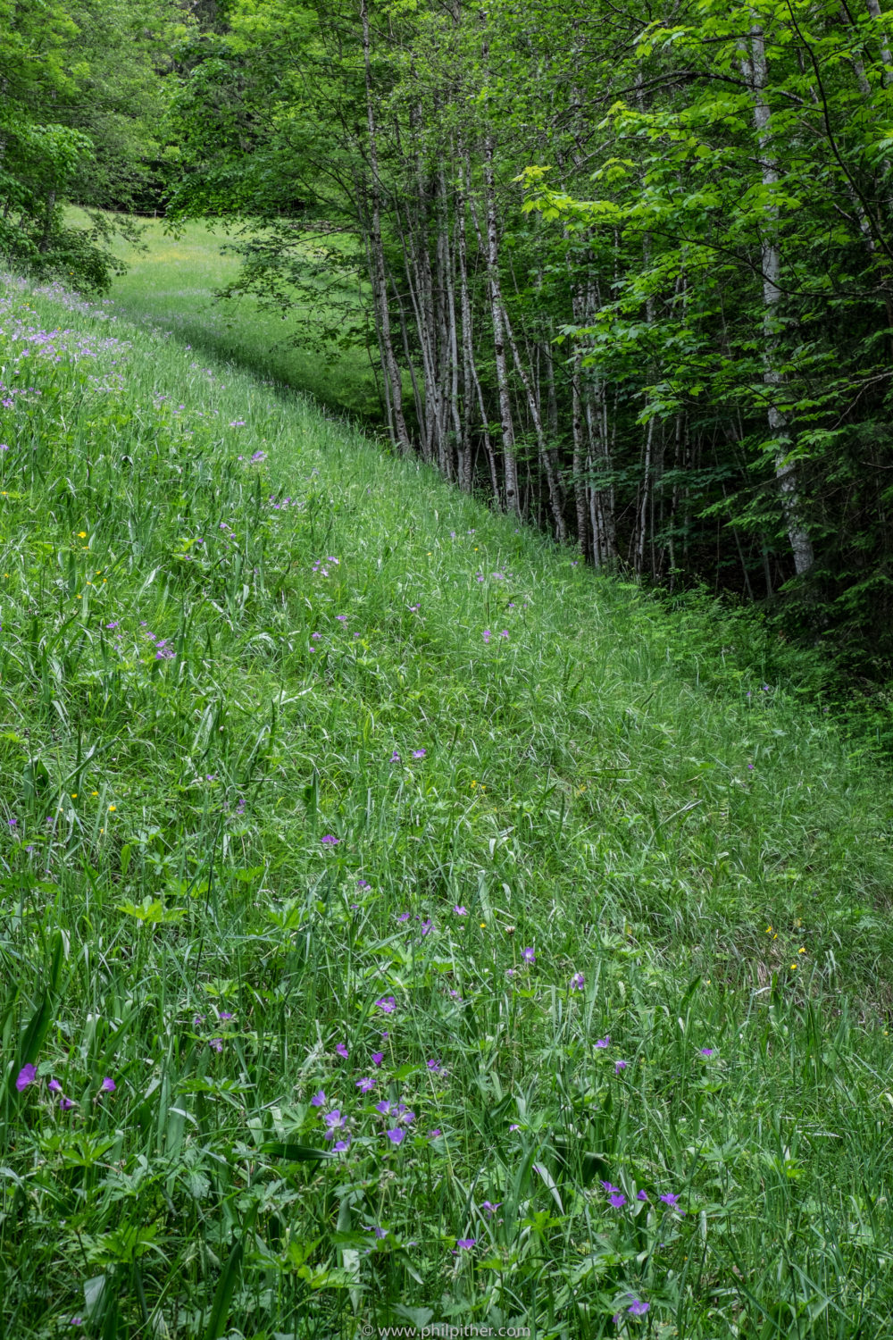 Pasture Garmisch-Partenkirchen, Tyrol, Germany